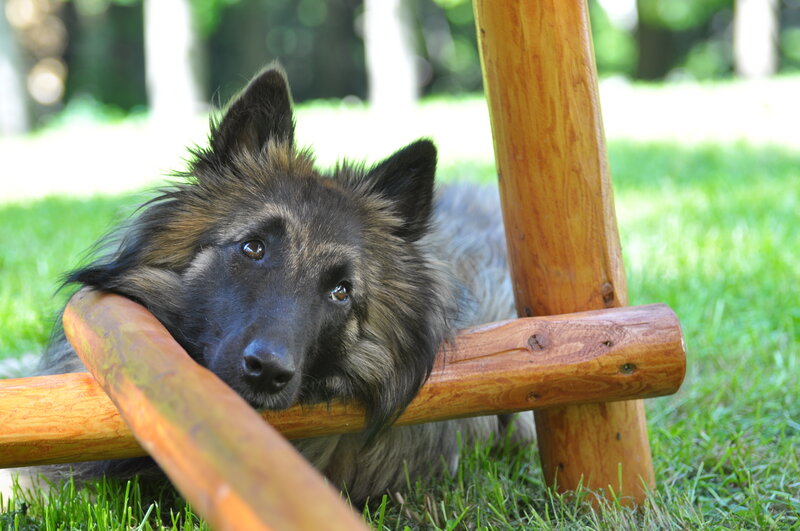 Long-haired Dog Resting