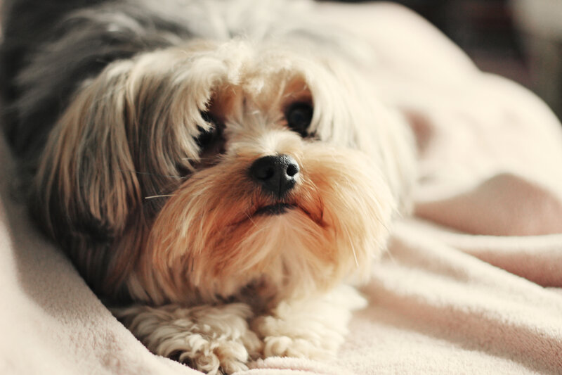 Long-haired Dog Resting — White