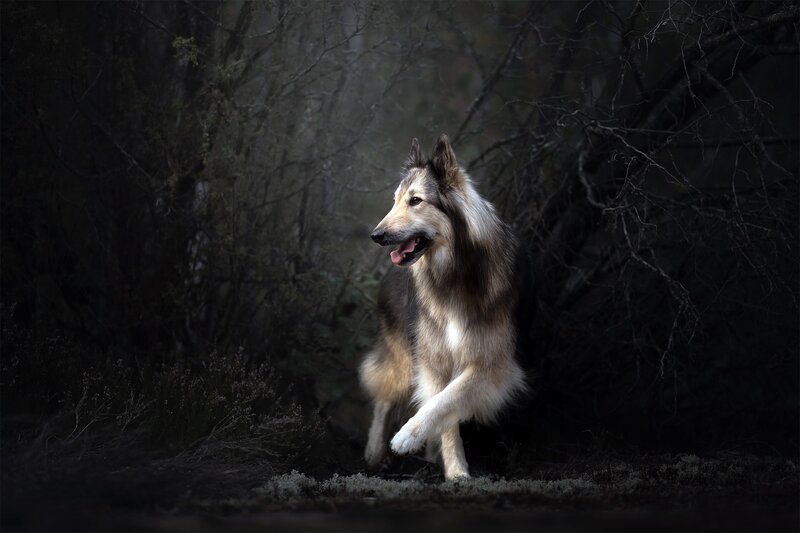 Long-haired Dog Running — Black