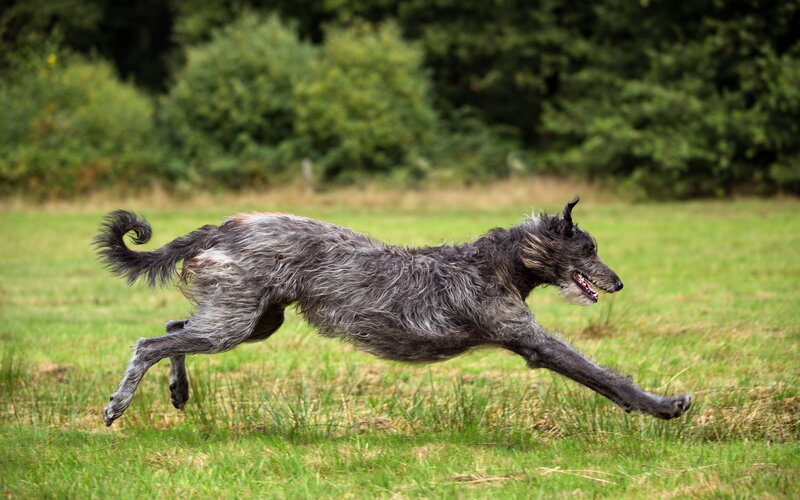 Long-haired Dog Running — Green