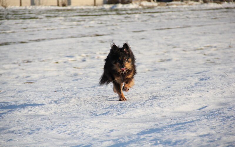 Long-haired Dog Running