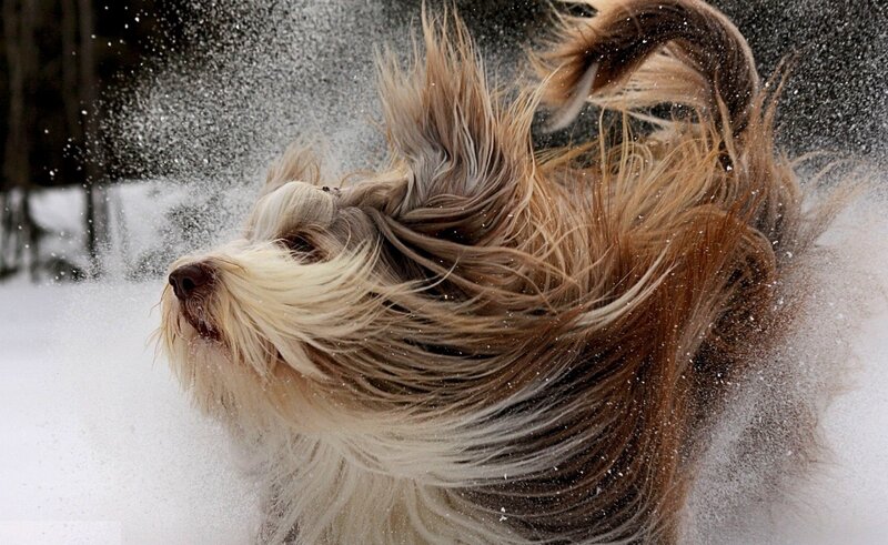 Long-haired Dog Shaking Snow — White, Dynamic