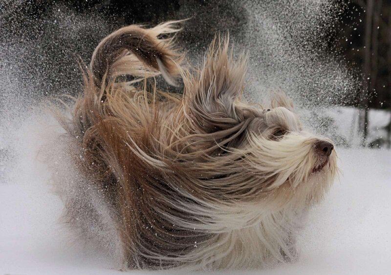 Long-haired Dog Shaking Snow — White, Dynamic, Winter
