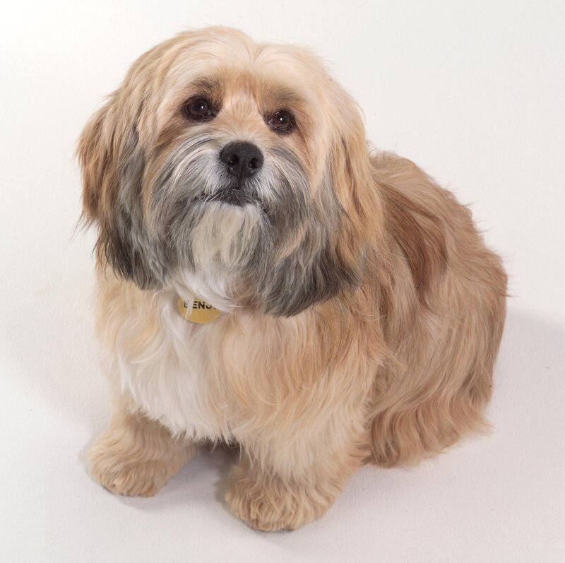 Long-haired Dog Sitting — Beige, Neutral