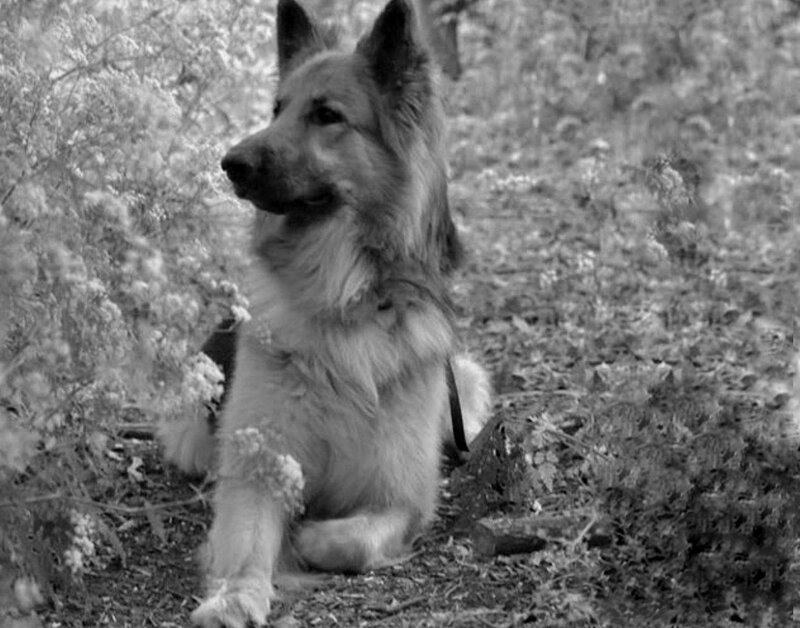 Long-haired Dog Sitting — Black