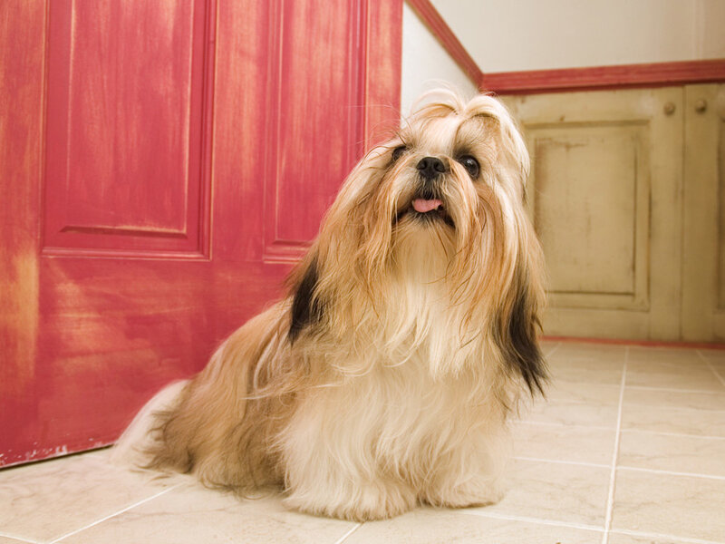 Long-haired Dog Sitting — Red