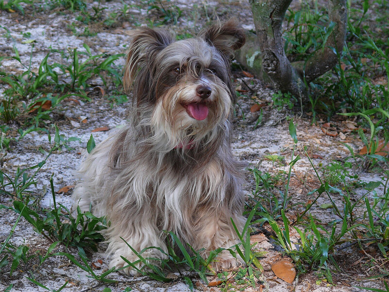 Long-haired Dog Sitting