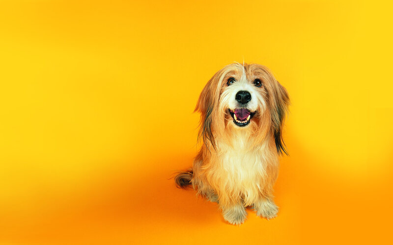 Long-haired Dog Sitting — Yellow