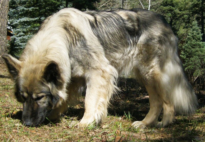 Long-haired Dog Sniffing