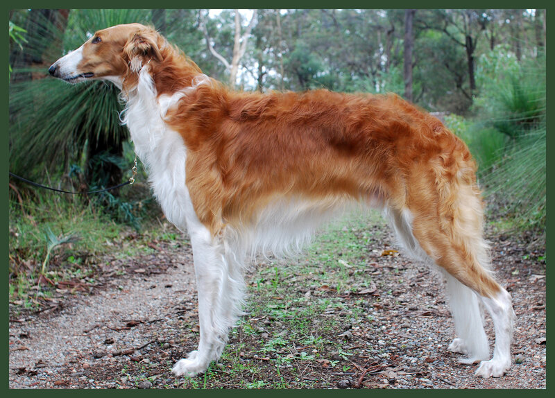 Long-haired Dog Standing — Brown, Calm