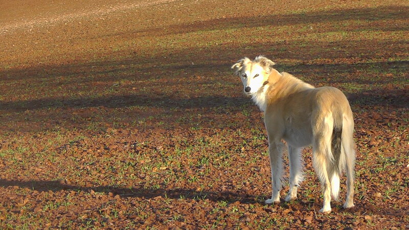 Long-haired Dog Standing — Brown