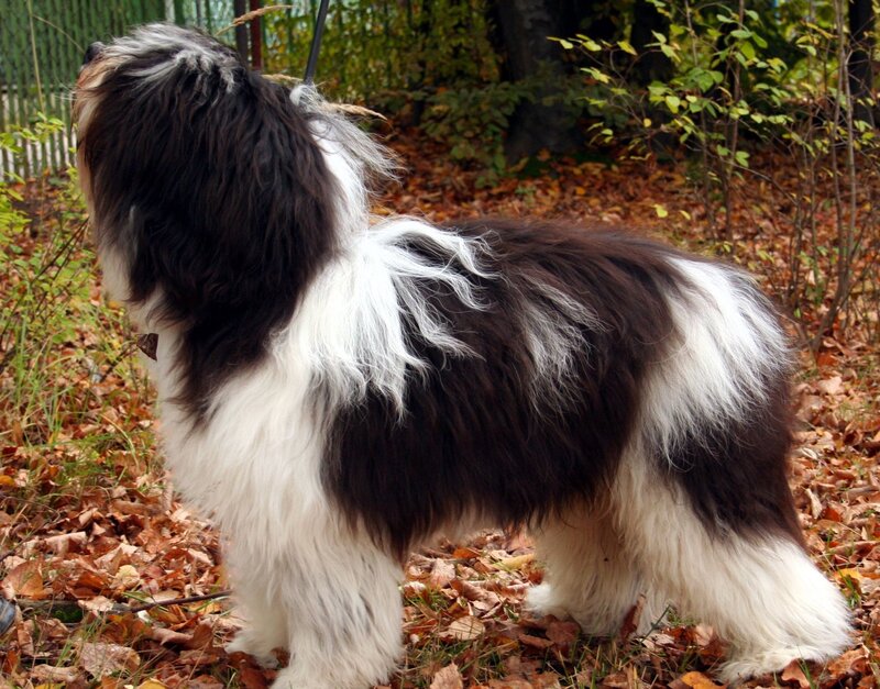 Long-haired Dog Standing