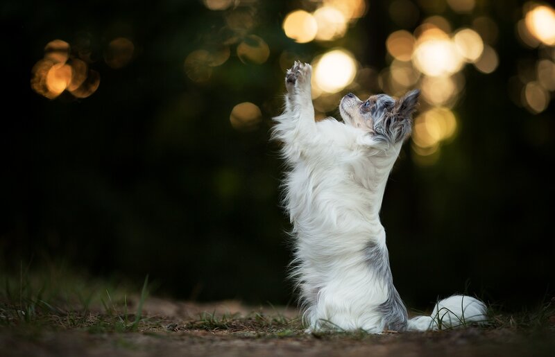 Long-haired Dog Standing — White, Playful