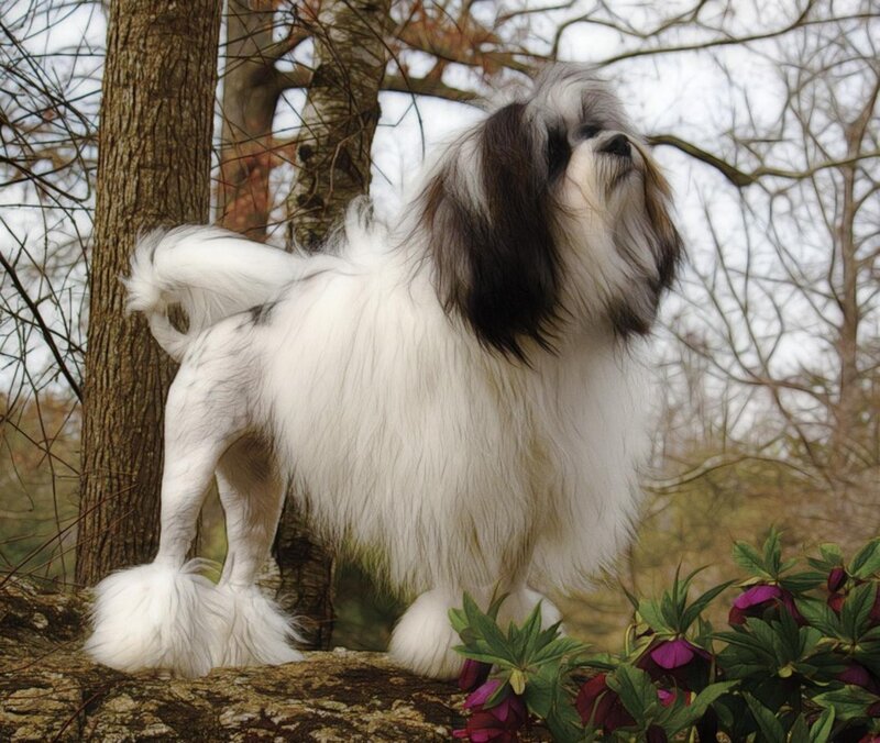 Long-haired Dog Standing — White