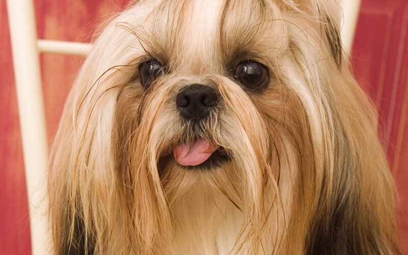 Long-haired Dog Sticking Out Tongue