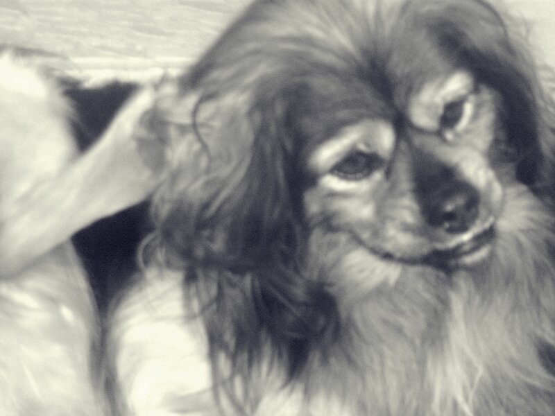 Long-haired Dog