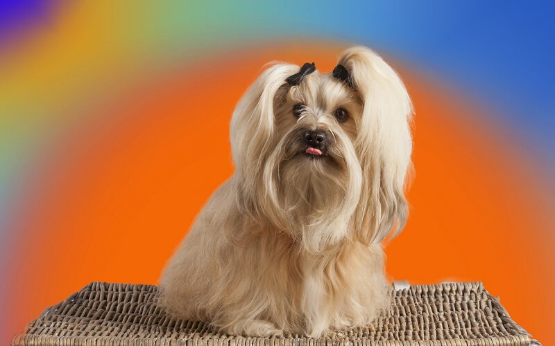 Long-haired Dog with Bows
