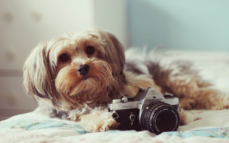 Long-haired Dog with Camera