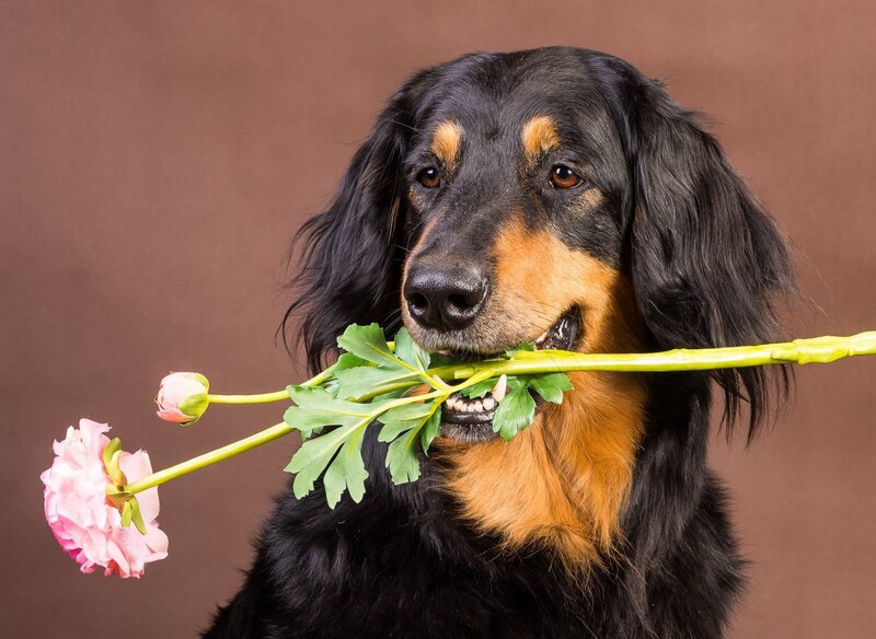 Long-haired Dog with Flower