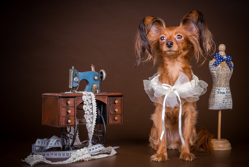 Long-haired Dog with Sewing Items