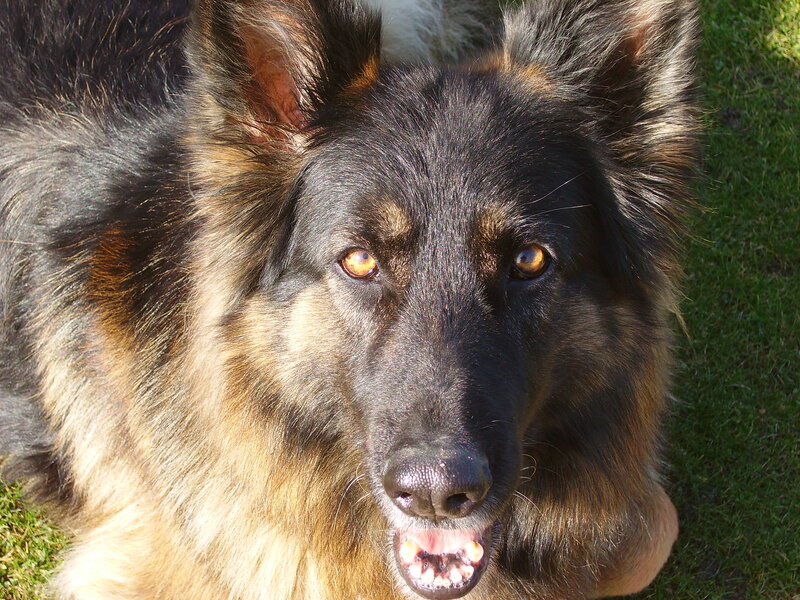 Long-haired German Shepherd — Black, Calm
