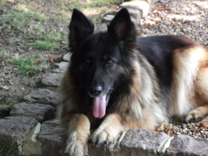 Long-haired German Shepherd — Black