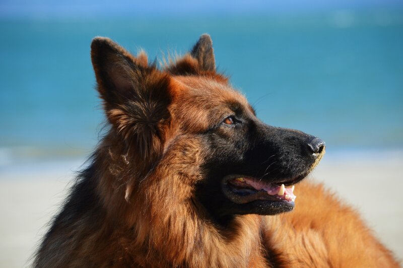 Long-haired German Shepherd — Brown, Calm, Afternoon, Photograph, Beach