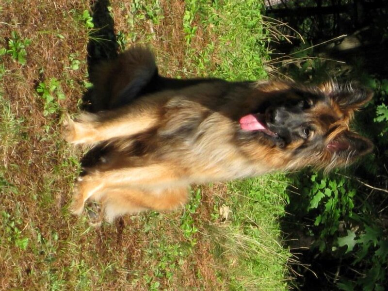 Long-haired German Shepherd — Brown, Calm, Afternoon, Photograph, Grass