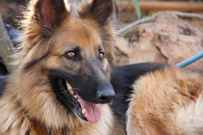 Long-haired German Shepherd — Brown, Calm, Afternoon, Photograph, Rocks