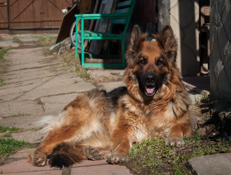 Long-haired German Shepherd — Brown, Calm, Afternoon, Photograph