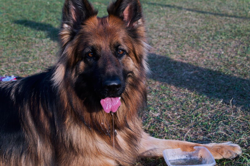 Long-haired German Shepherd — Brown, Calm, Afternoon