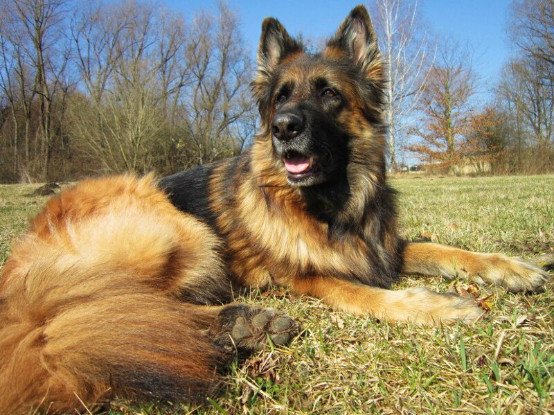 Long-haired German Shepherd — Brown, Calm