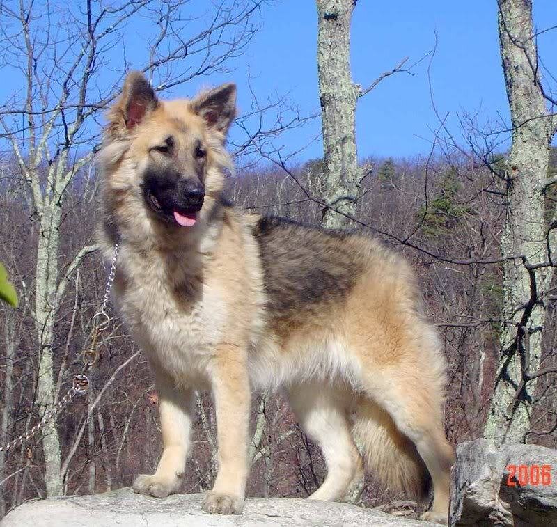 Long-haired German Shepherd — Brown