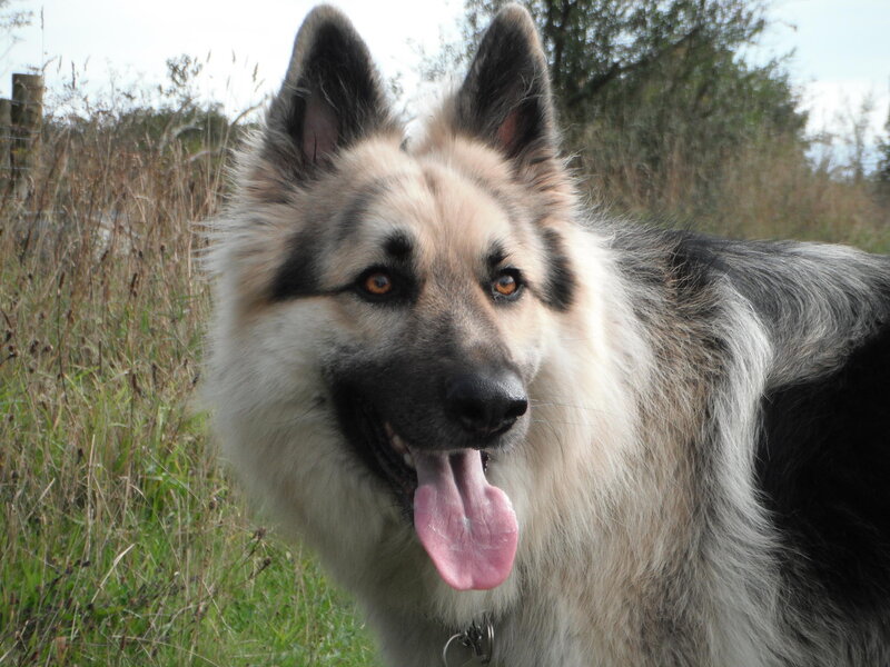 Long-haired German Shepherd — Gray