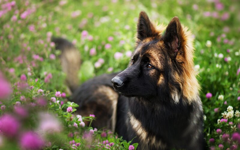 Long-haired German Shepherd — Green, Calm, Spring