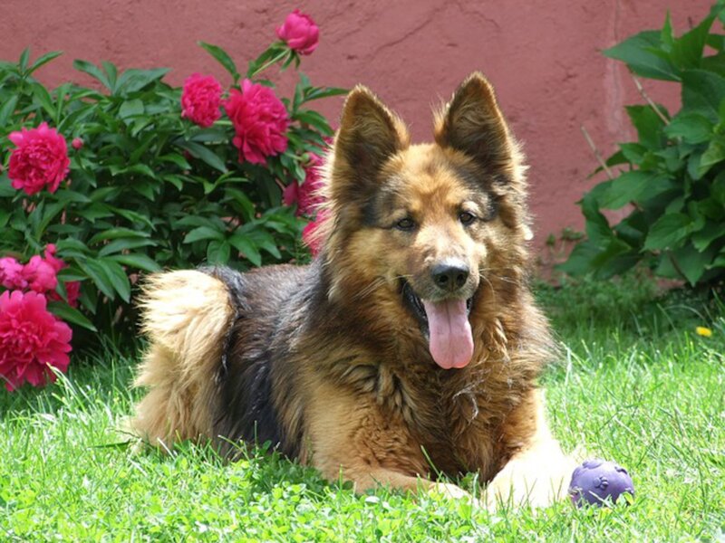 Long-haired German Shepherd — Green, Calm, Summer
