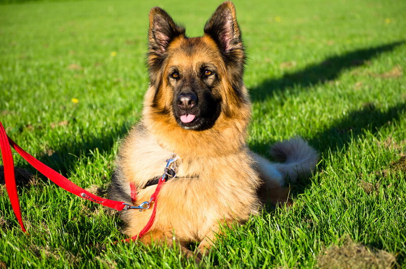 Long-haired German Shepherd — Green, Calm