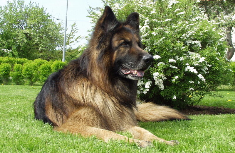 Long-haired German Shepherd — Green
