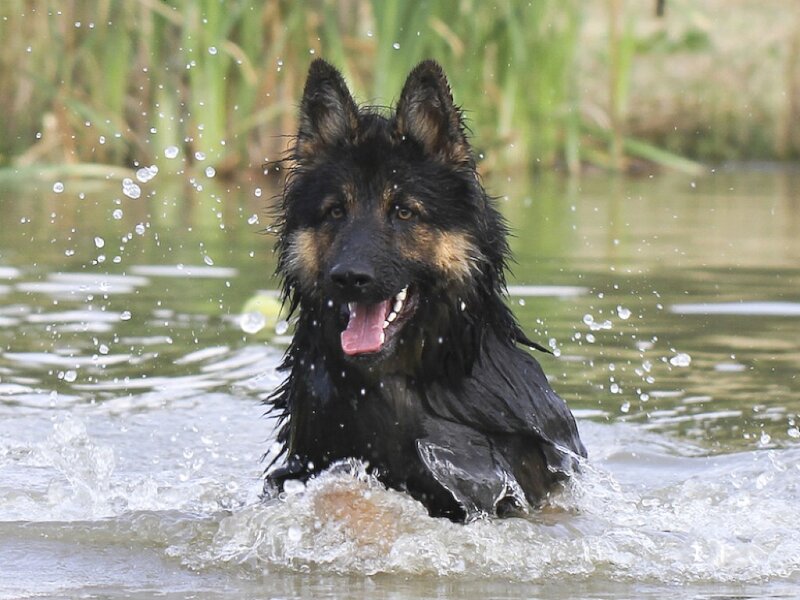 Long-haired German Shepherd
