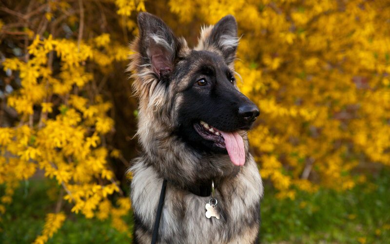 Long-haired German Shepherd — Yellow