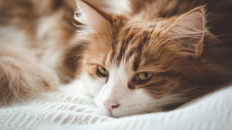 Long-haired Ginger Cat — Brown