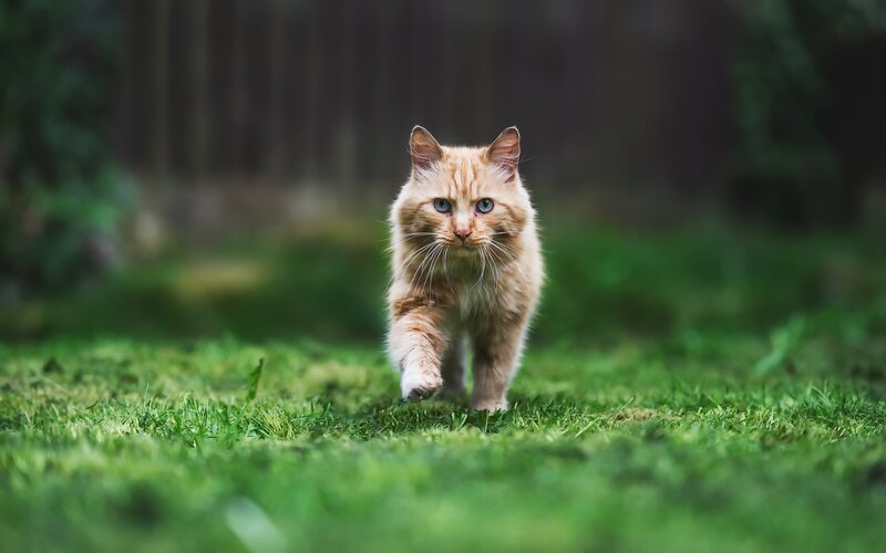 Long-haired Ginger Cat — Green