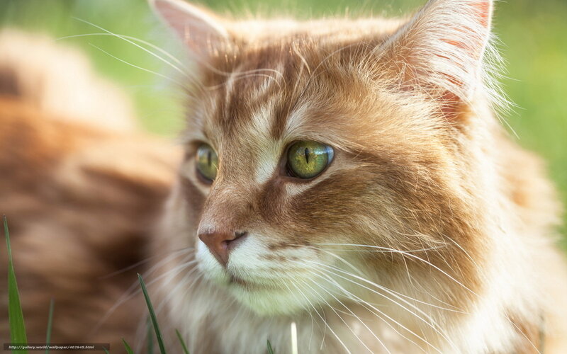 Long-haired Ginger Cat — Orange, Calm, Afternoon, Photograph, Grass, Green Eyes