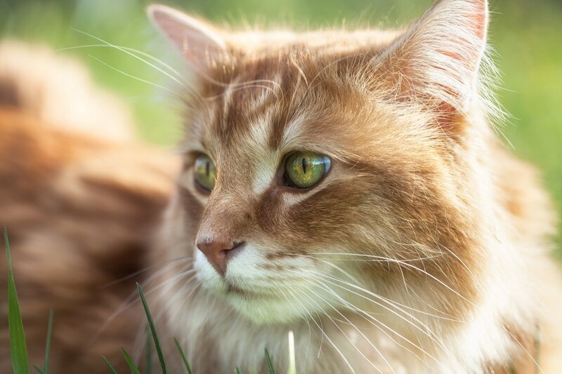 Long-haired Ginger Cat — Orange, Calm, Afternoon, Photograph, Grass
