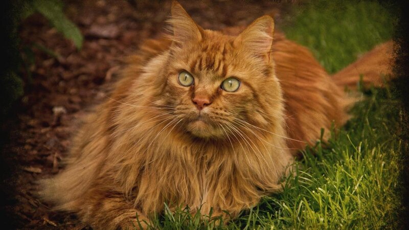 Long-haired Ginger Cat — Orange, Calm, Afternoon, Photograph