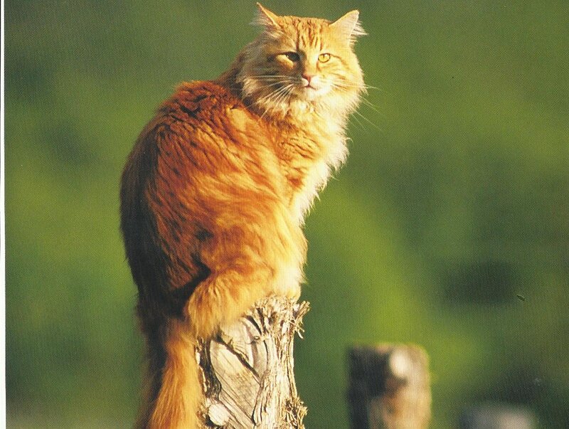Long-haired Ginger Cat — Orange, Calm, Afternoon, Photograph, Tree Stump