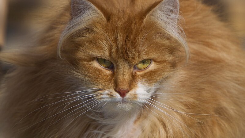 Long-haired Ginger Cat — Orange, Calm, Afternoon, Photograph, Whiskers