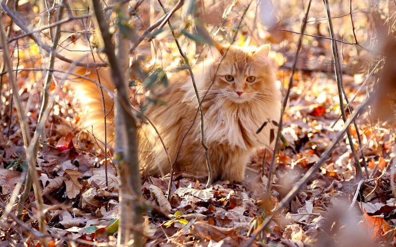 Long-haired Ginger Cat — Orange, Calm, Autumn