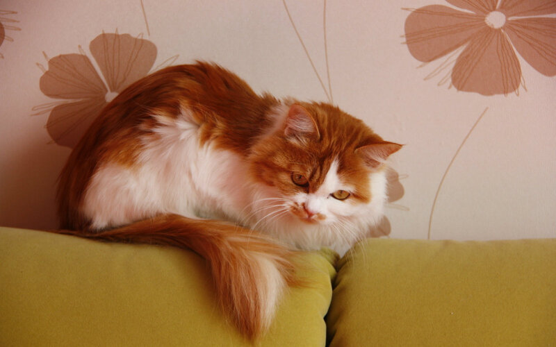 Long-haired Ginger Cat — Orange, Calm, Photograph, Couch