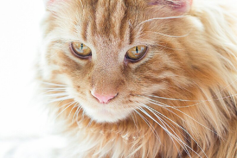 Long-haired Ginger Cat — Orange, Calm, Photograph, Eyes